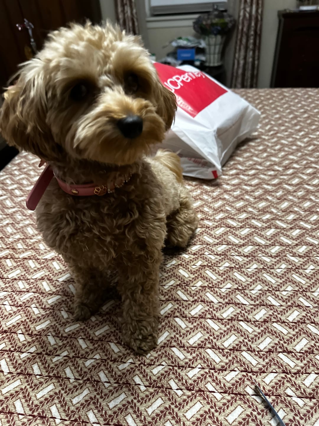 Customer photo review of The Personalized Sparkle Collar