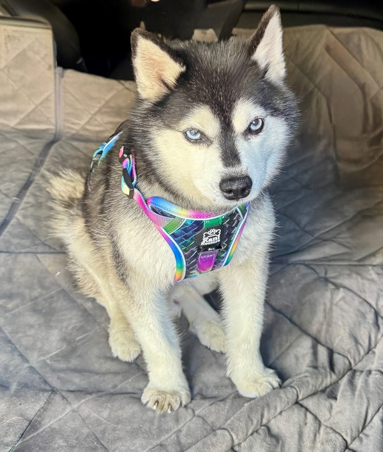 Customer photo review of Mystical Haze - Adventure Leather Harness