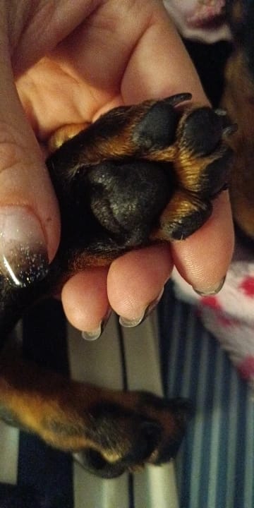 Customer photo review of Nose & Paw Repair Balm