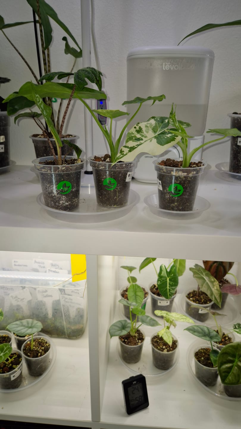 Customer photo review of Clear Orchid Plant Pots