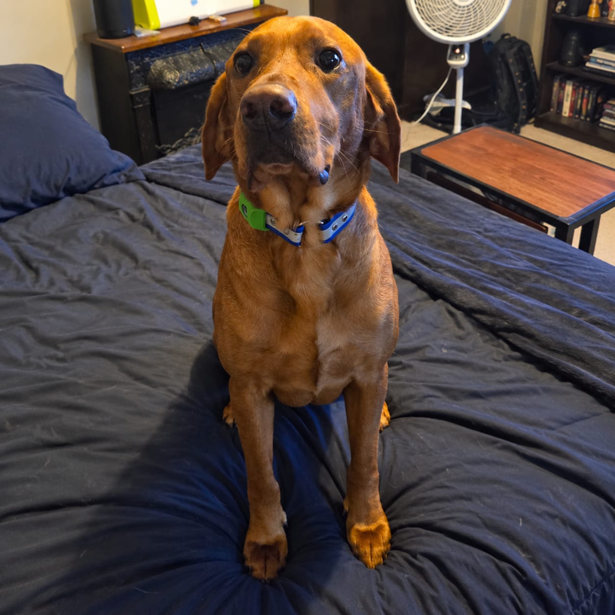 Customer photo review of PetPlix™ Colgante Antipulgas y Antigarrapatas Natural de 12 Meses