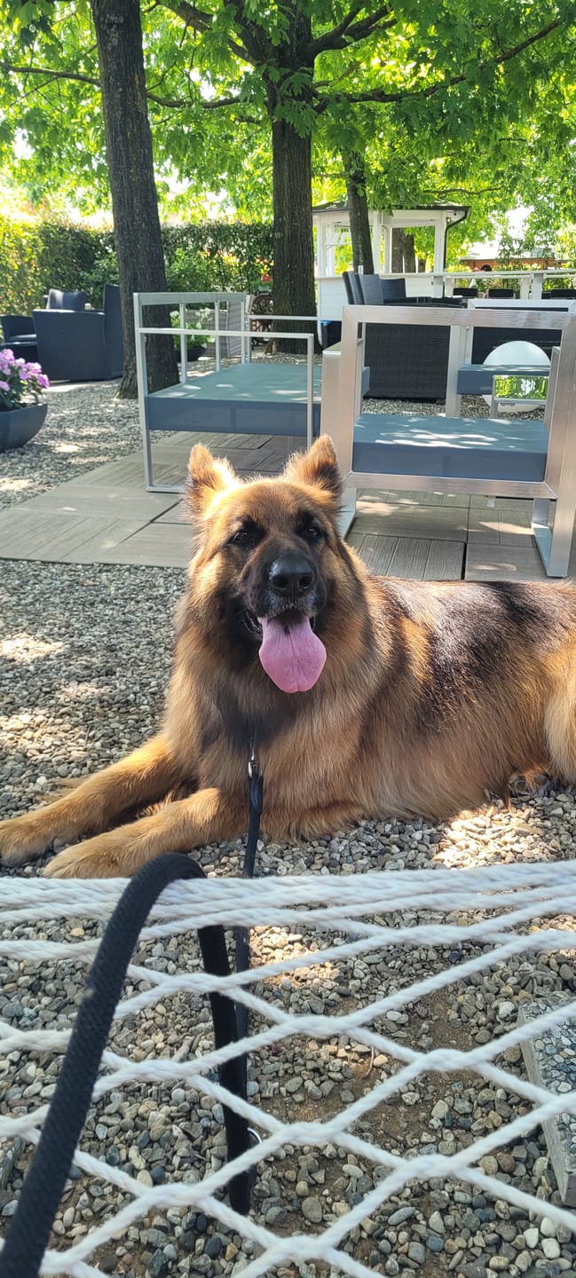 Customer photo review of THERZYME (500 gr) – Mangime per Salute Pancreatica Di Cani e Gatti