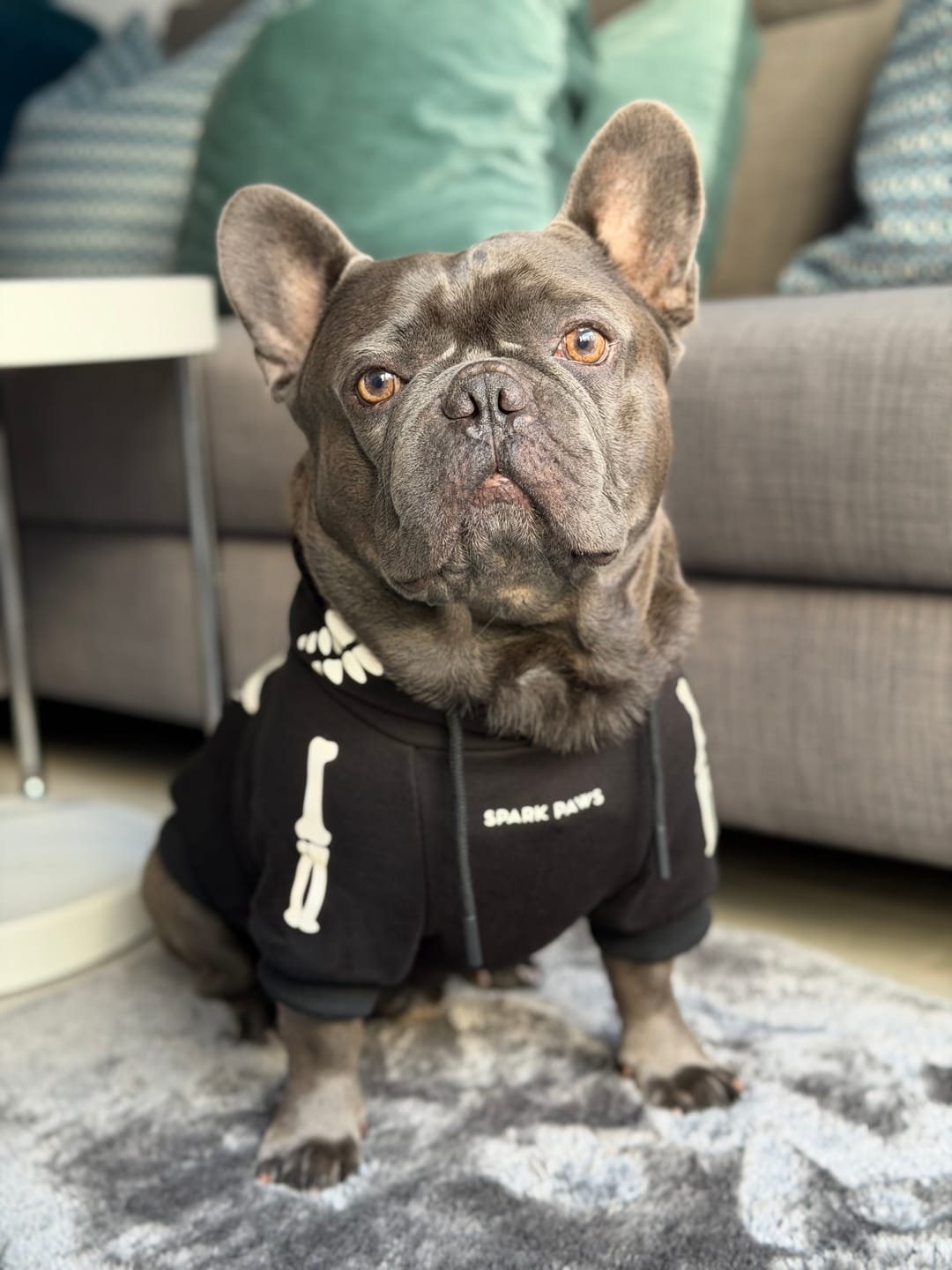Customer photo review of Halloween Dog Hoodie - Reflective Skeleton (2)