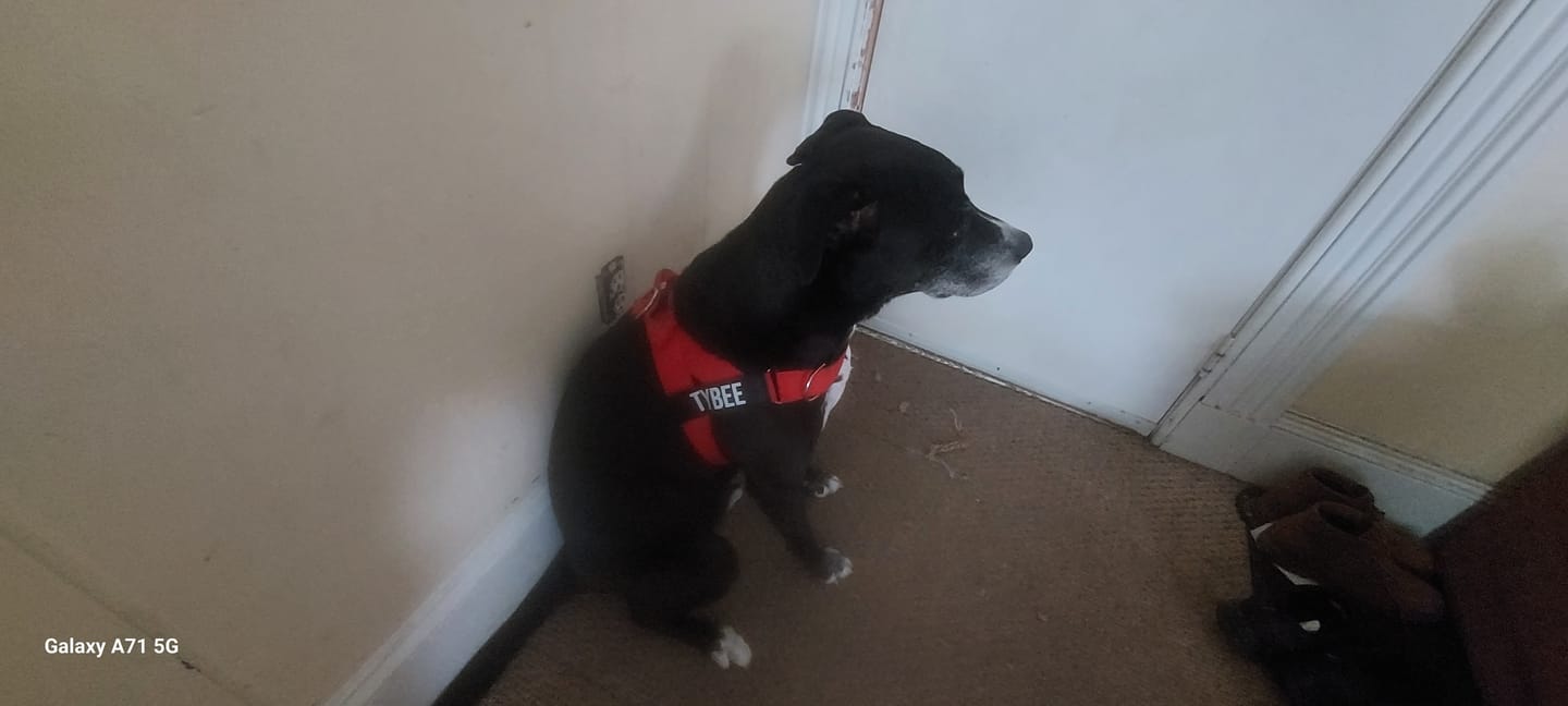Customer photo review of No-Pull Harness [Free Today]