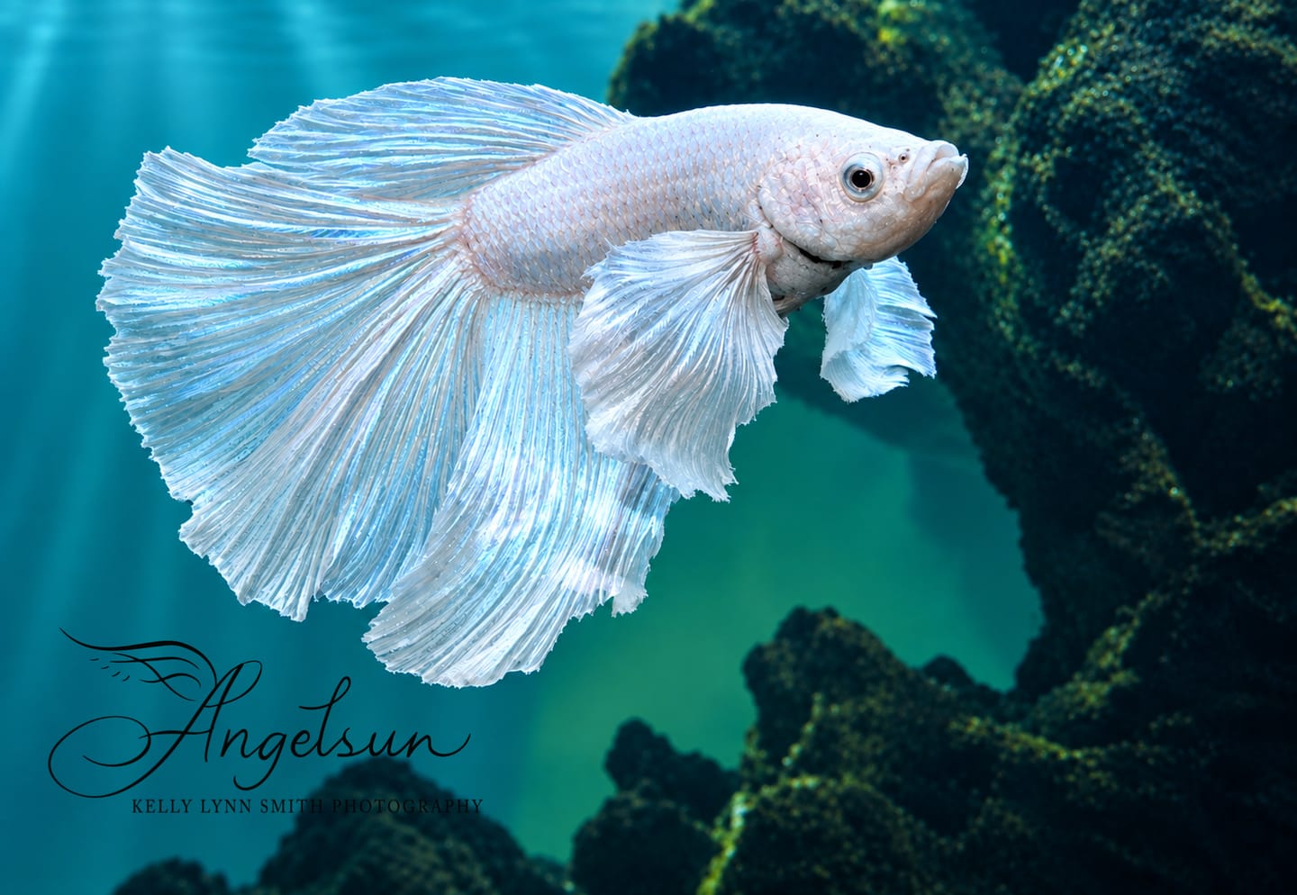 Customer photo review of Super White Dumbo Ear Halfmoon Male Betta Fish