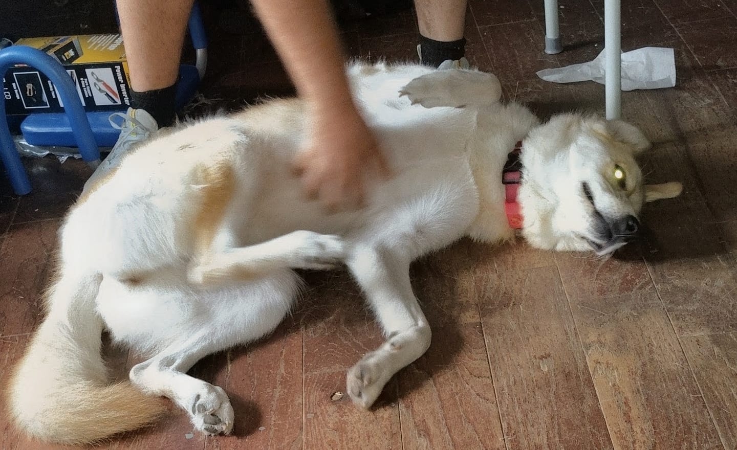 Customer photo review of FurLife™ 12 Months Flea and Tick Free