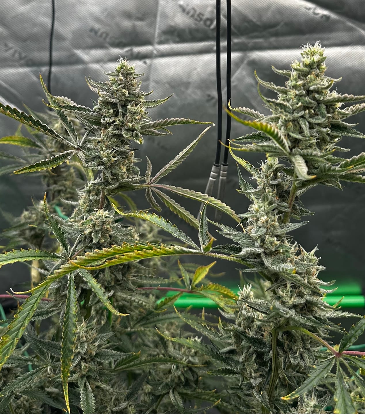 Customer photo review of GreenPlanet Horti Late Cal