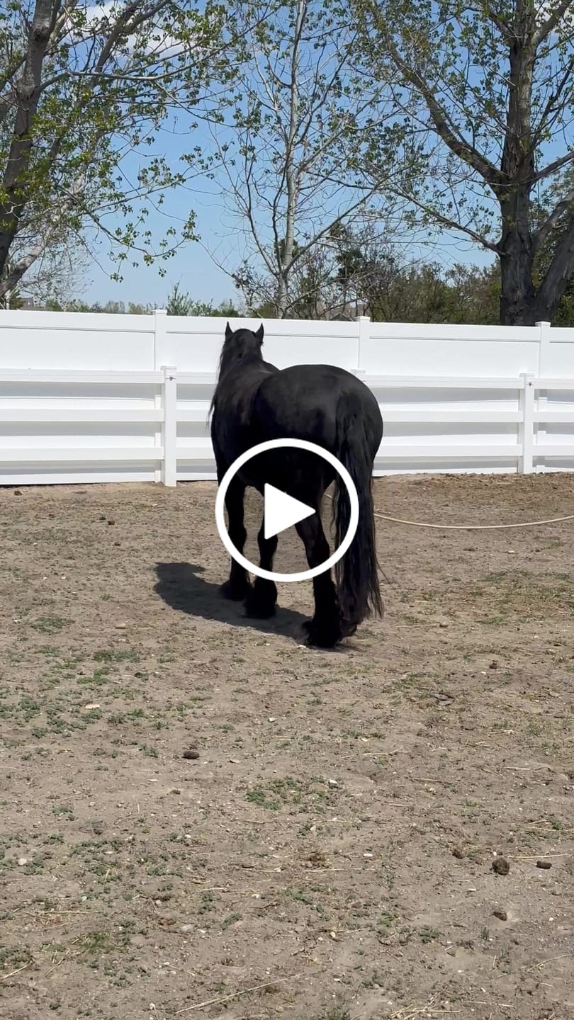 Customer video review of OptiWize Collagen +Plus Horse Joint Supplement