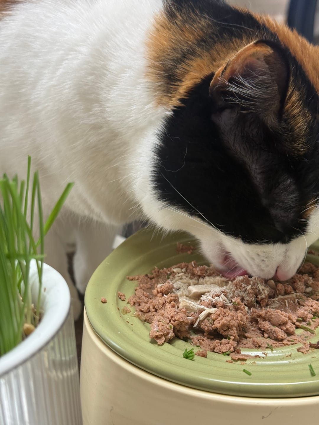Customer photo review of MICHU Freeze-Dried Cat & Dog Treats 150g – Made in Australia