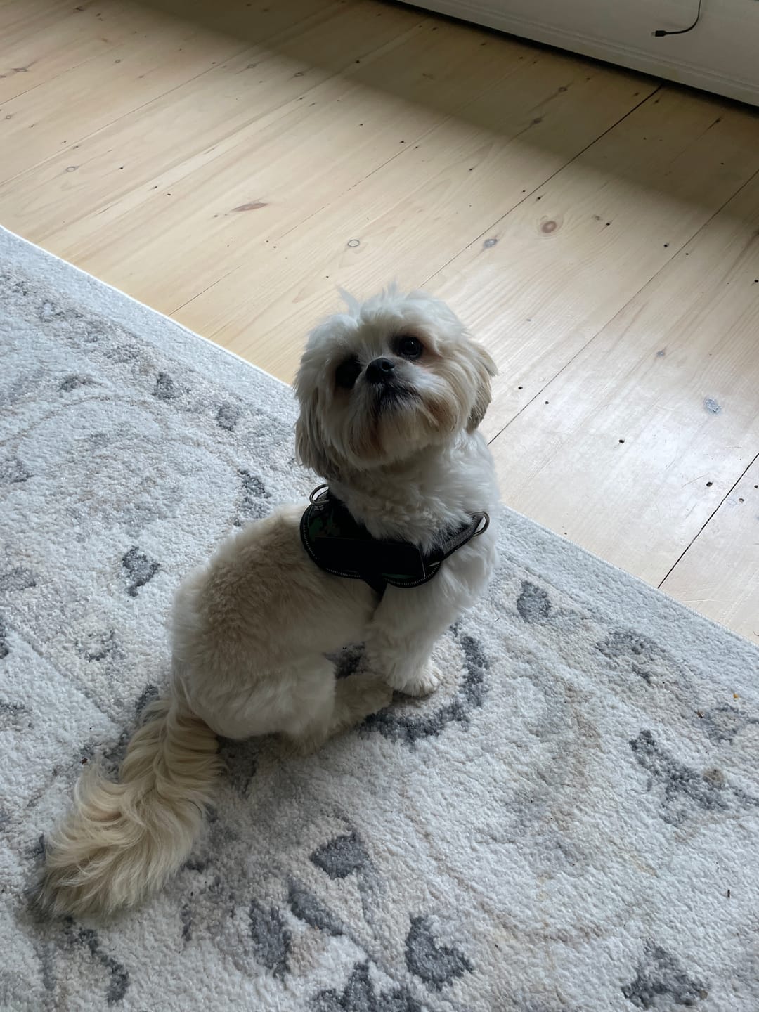 Customer photo review of Personalized Dog Harness