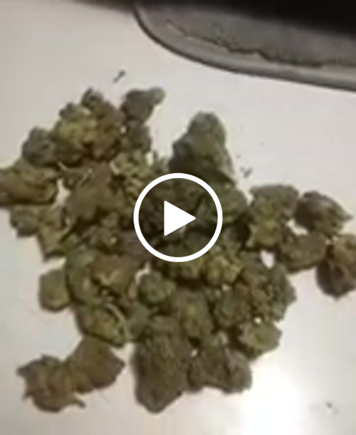 Customer video review of Cheetah Piss - Bulk - Hybrid