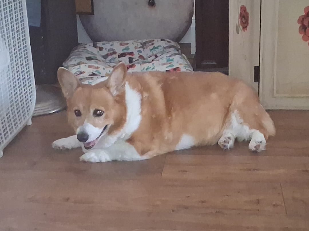 Customer photo review of Pembroke Welsh Corgi Senior Dog Multivitamin Tablets 60 Count