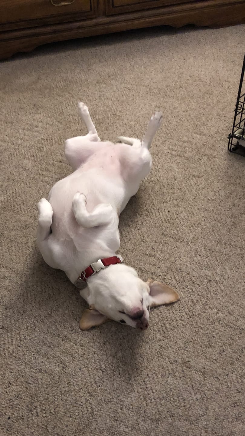 Customer photo review of K9 Belly Bliss™