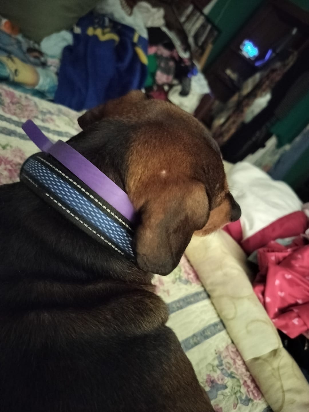 Customer photo review of FurLife™ - Natural Pheromone Calming Collar for Dogs