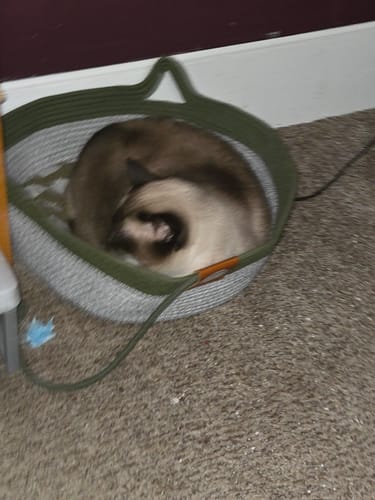 Customer's cat curled up asleep in a green and white fabric Instinct Basket on the floor.