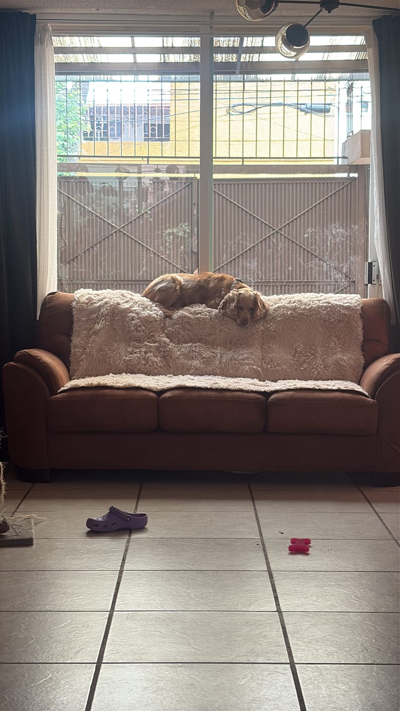 Customer photo review of Cobija Impermeable para Perros