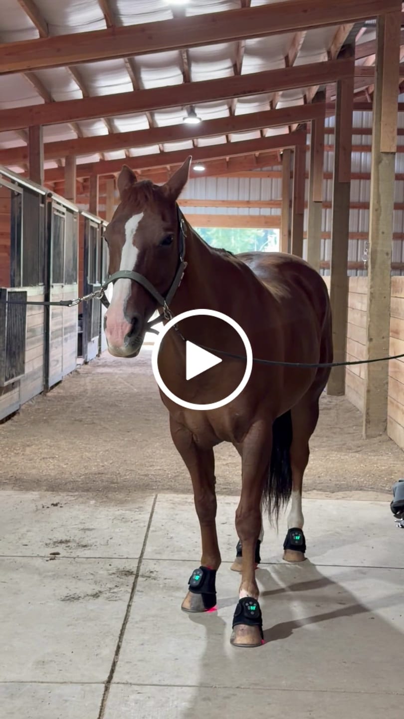 Customer video review of HorseHalo™ HaloLegs Mini