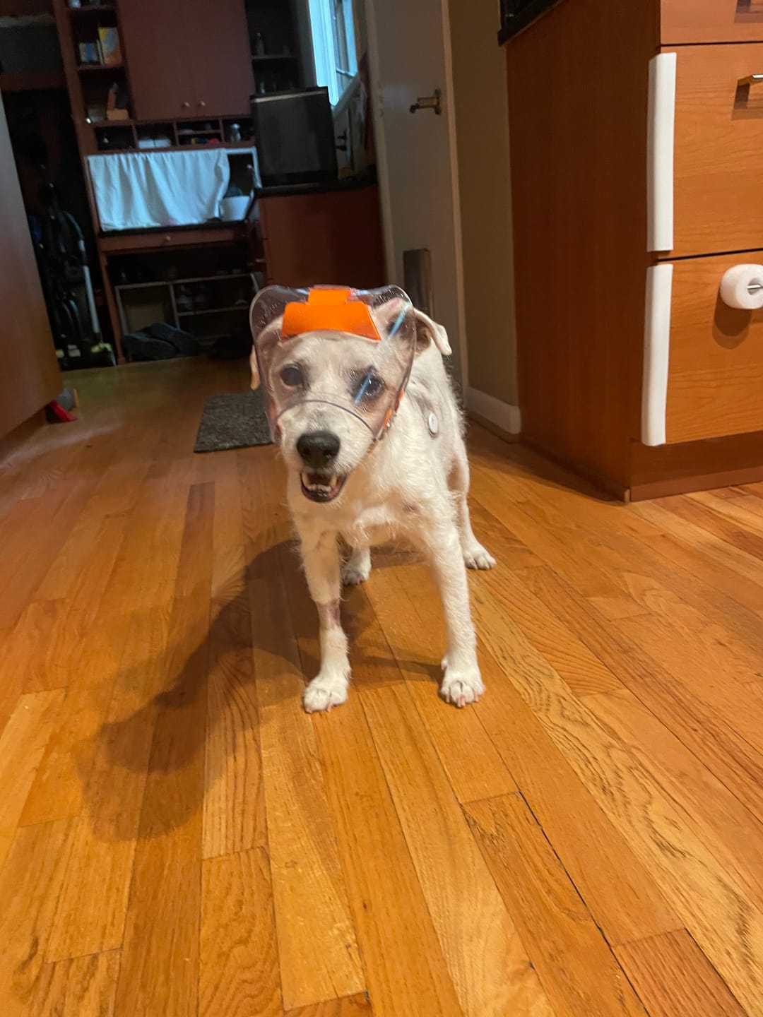 Customer photo review of OptiVizor - Regular Snout - Clear UV Tint