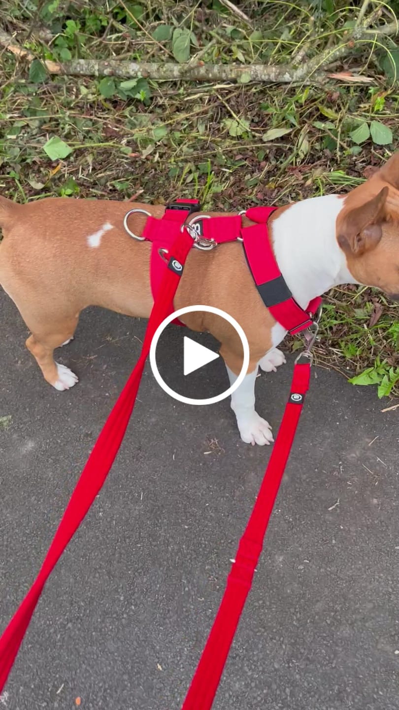Customer video review of Anti-Pull TRI-Harness® | Training Dog Harness for All Breeds - Red