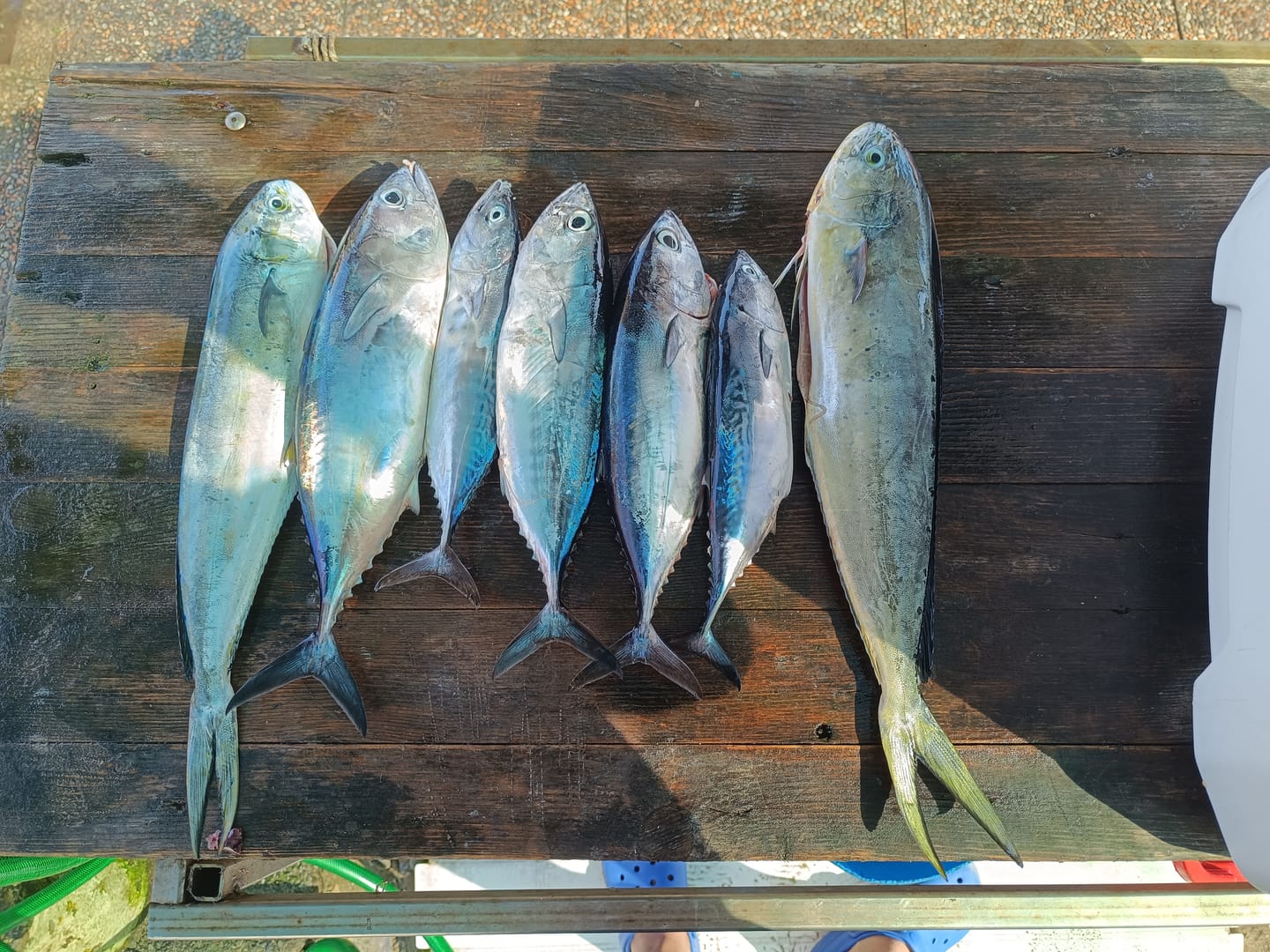 Customer photo review of Bonito Stick