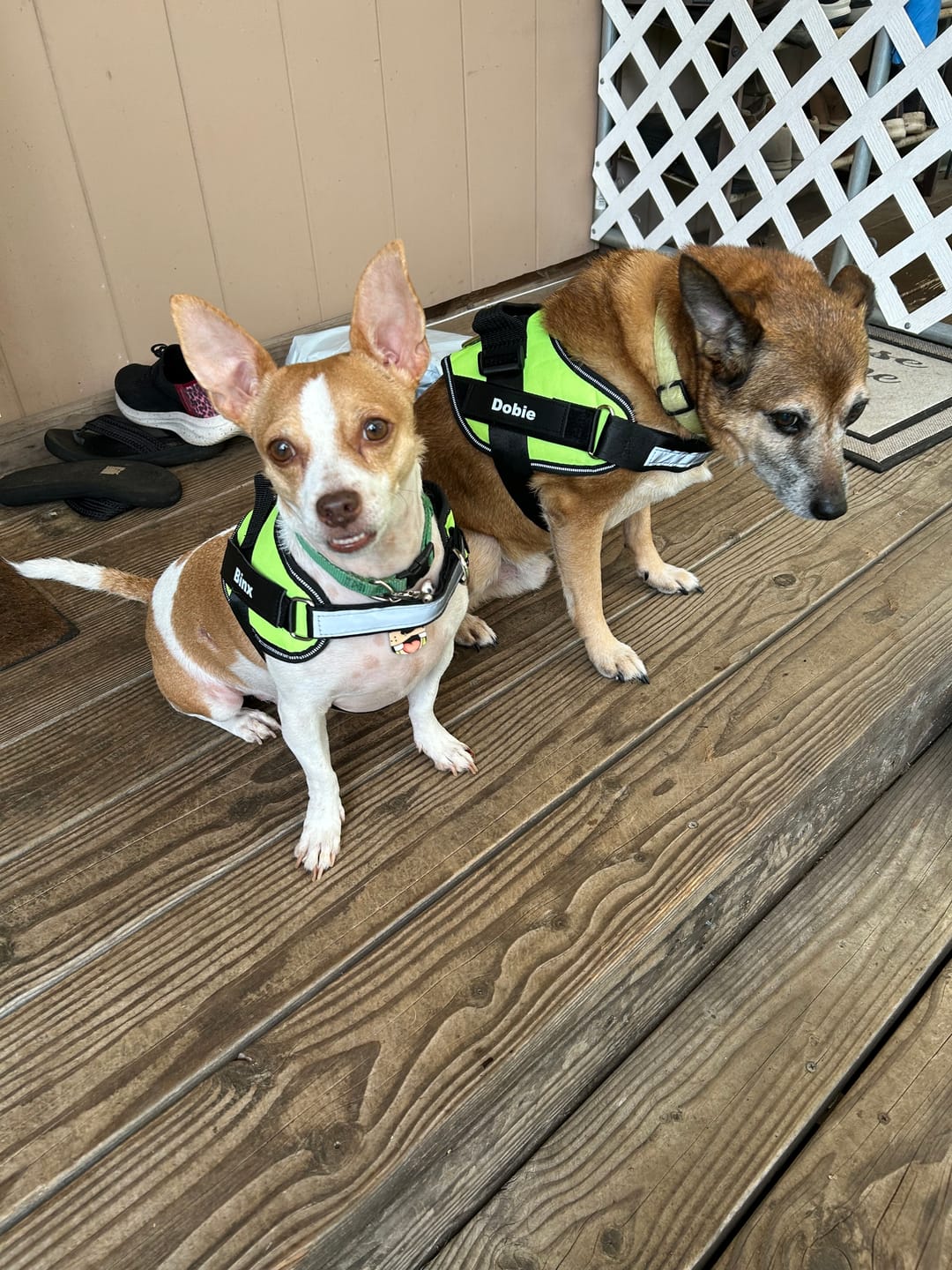 Customer photo review of Dogshood ™ No Pull Harness