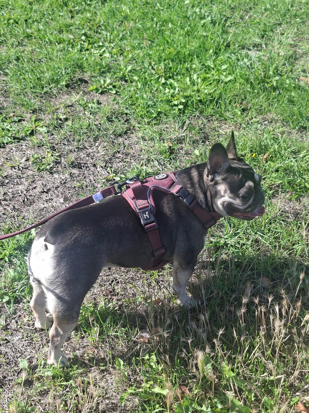 Customer photo review of Fabric Dog Lead 5ft - Mulberry Tweed