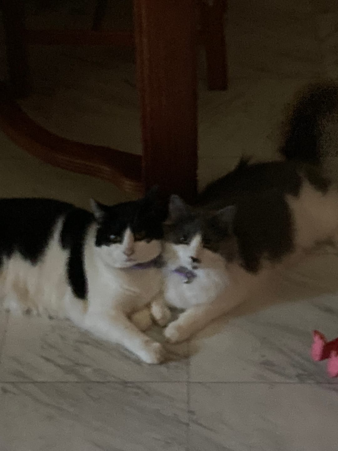 Customer photo review of Nexgard Combo for Cats - All-in-One Flea, Tick & Worm Protection