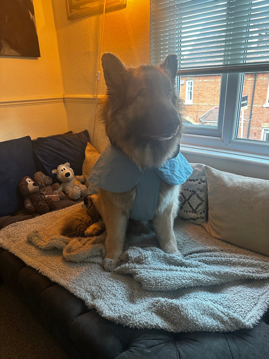 Customer photo review of Luxury Dog Drying Bag