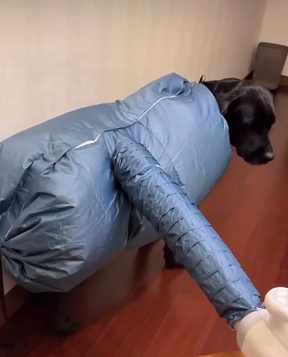 Customer photo review of asciugabau - PetDry