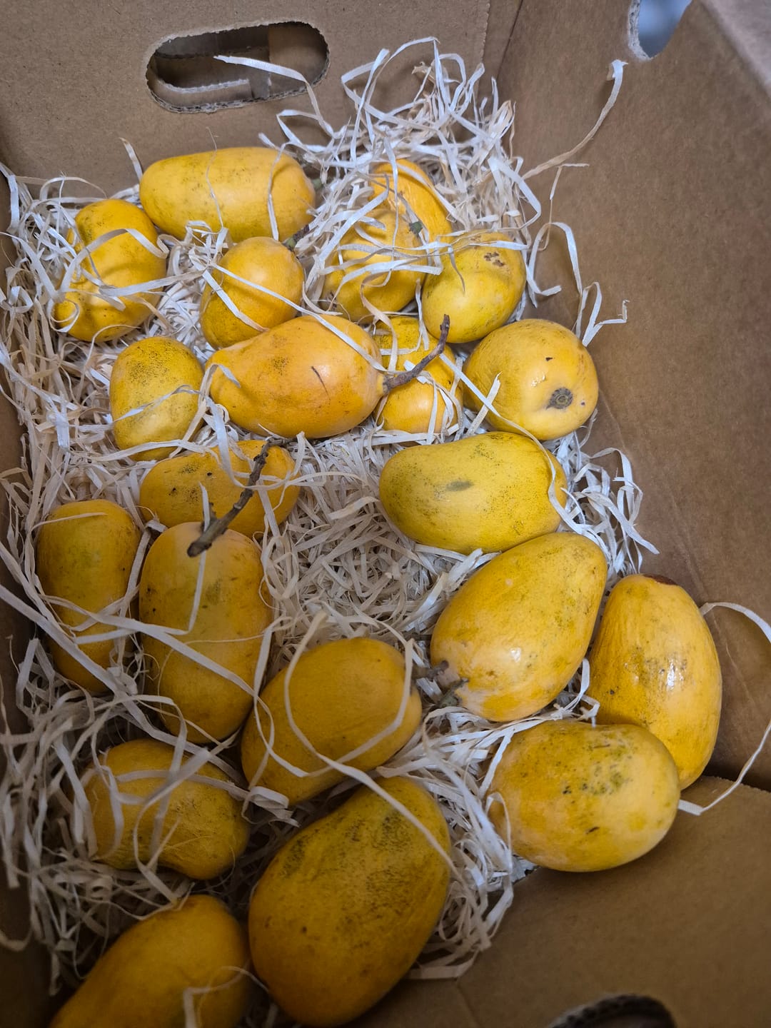 Customer photo review of Baby Zuckermango Ataulfo Bio von Julian