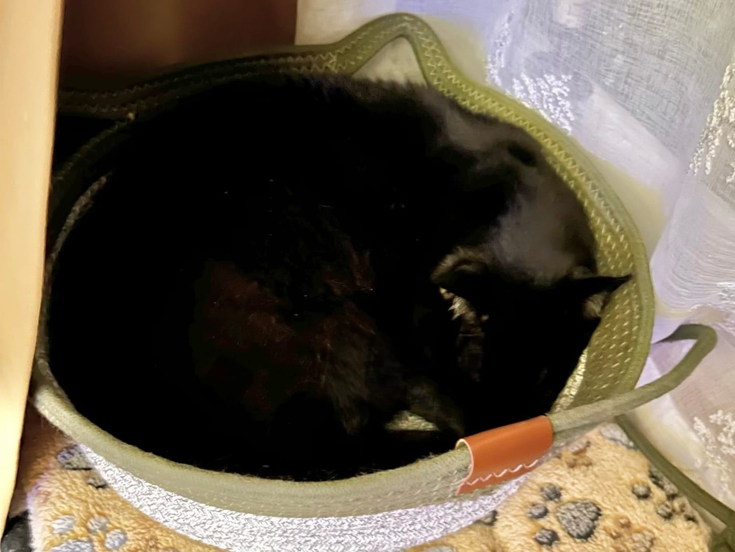 Customer photo review of Instinct Mat | The Scratching Mat Her Biology Actually Recognizes (NEW)