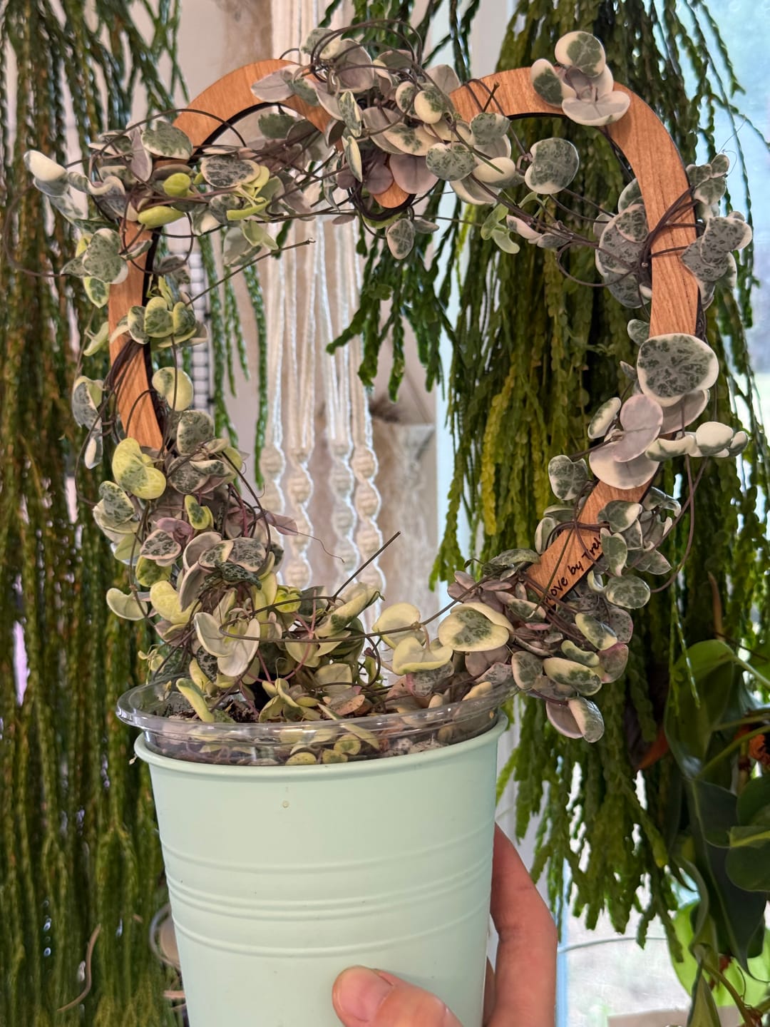 Customer photo review of Trellove - Plant trellis inspired by Hoya Kerrii - 4 nested heart-shaped trellises + heart label