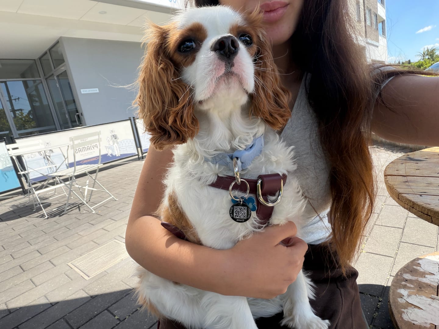 Customer photo review of HARNESS - Burgundy