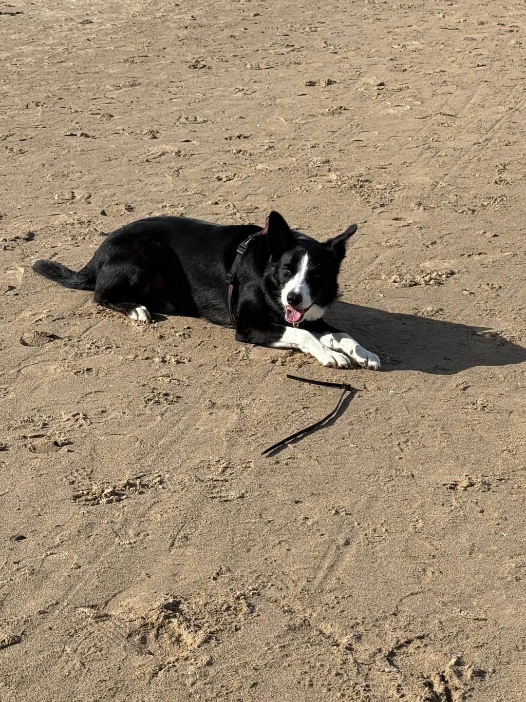 Customer photo review of Dog Deshedding Comb - Dog, Horse & Cat - Black