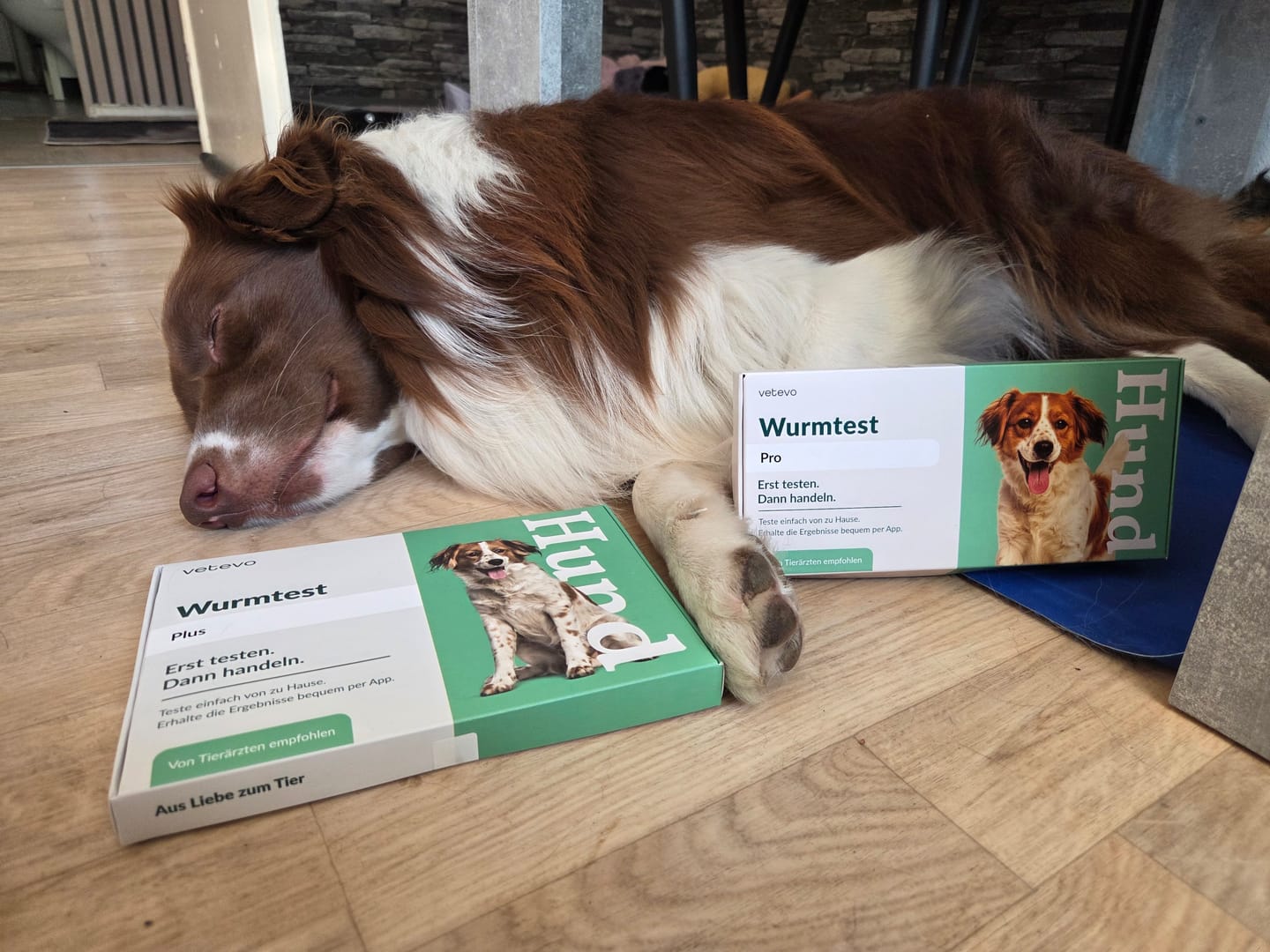 Customer photo review of Wurmtest Pro Hund