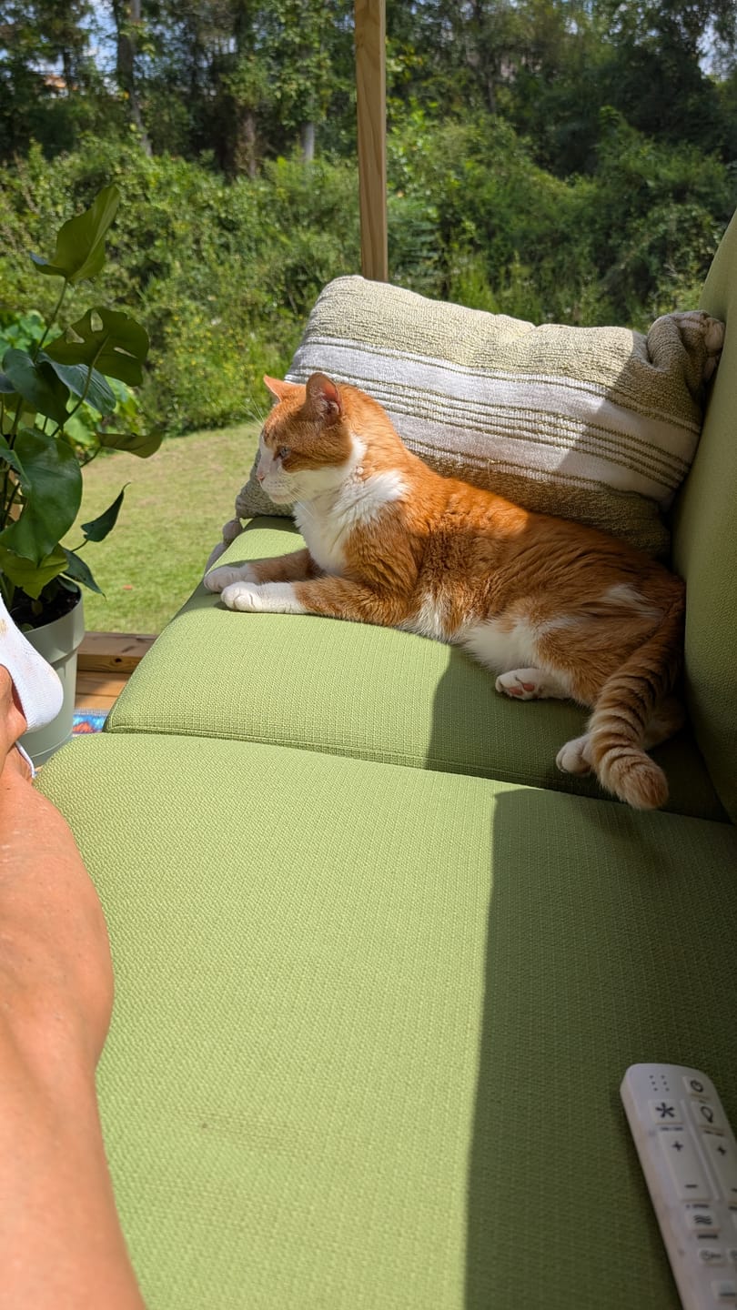 Customer photo review of 6x - Blisso Advanced Cat Probiotic