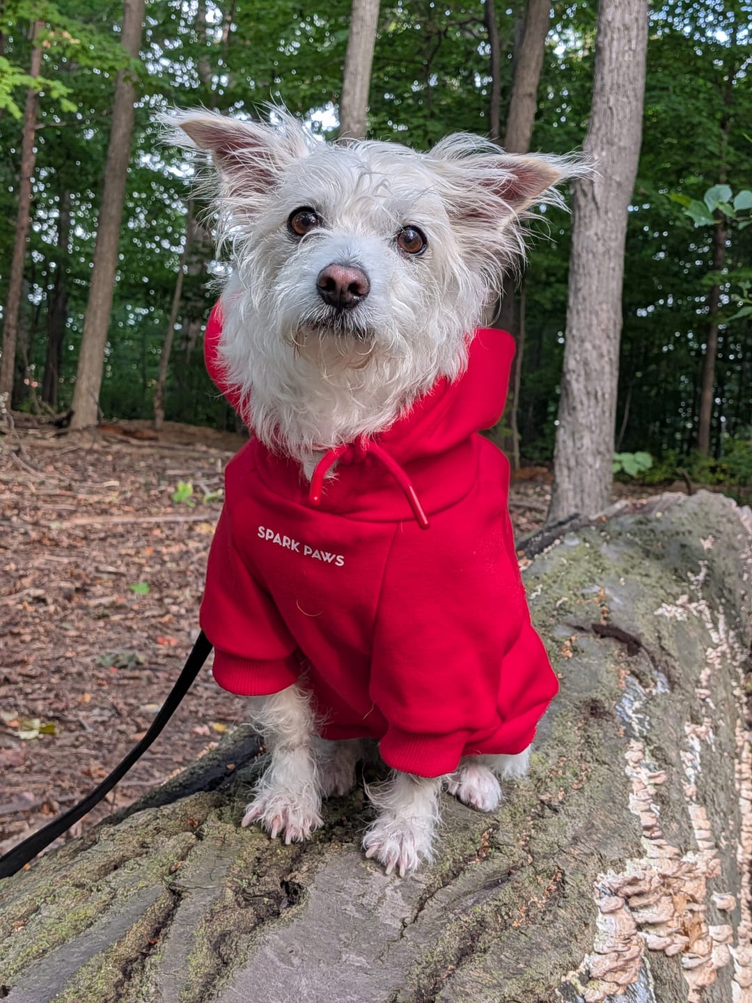 Customer photo review of Essential Dog Hoodie - Crimson Red