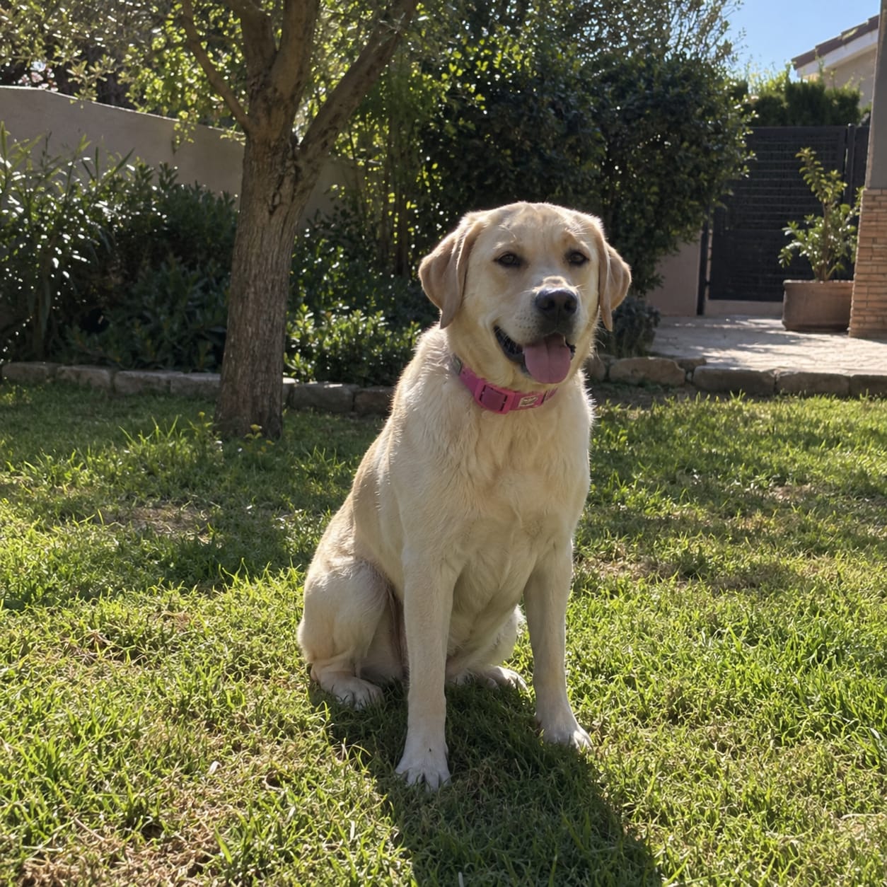 Customer photo review of PetPlix™ Colgante Antipulgas y Antigarrapatas Natural de 12 Meses
