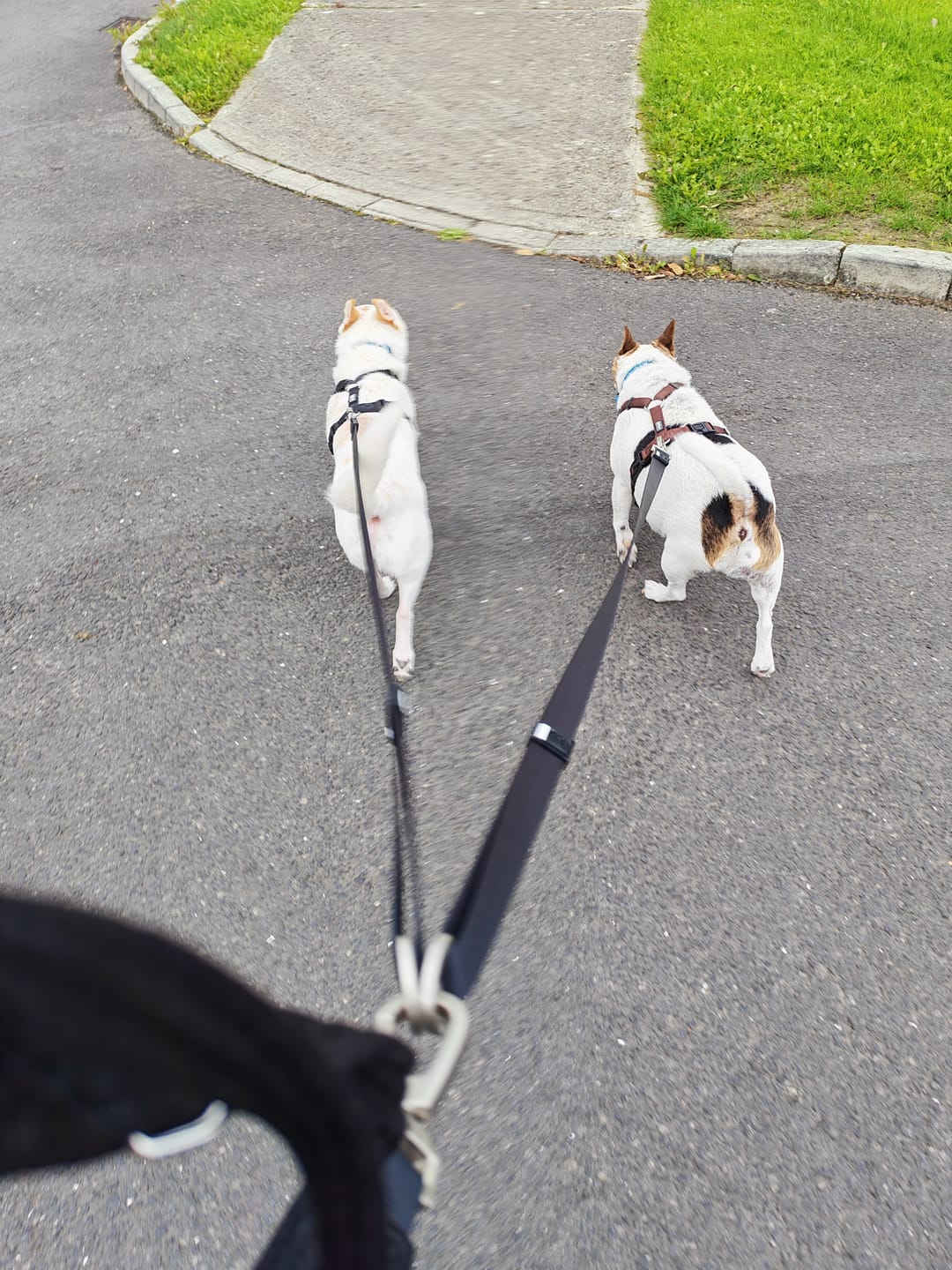 Customer photo review of City Dual Leash (Walk two dogs)