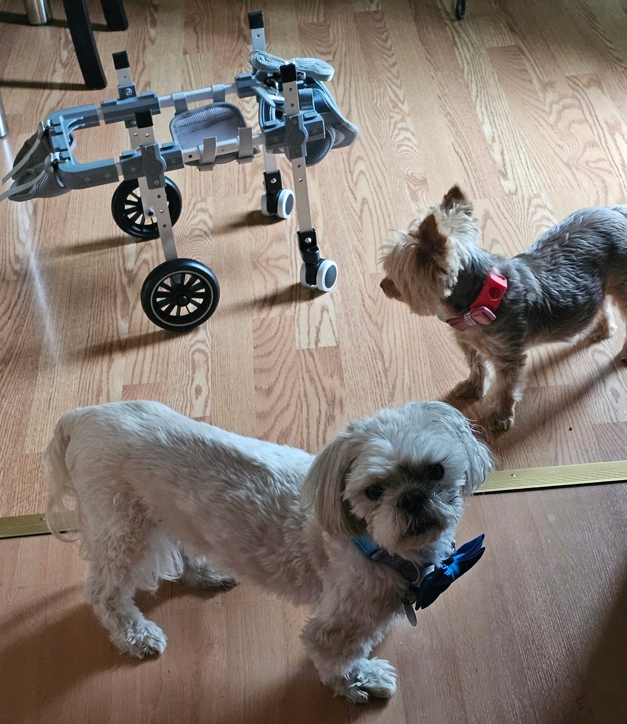 Customer photo review of FurLife™ 12 Months Flea and Tick Free