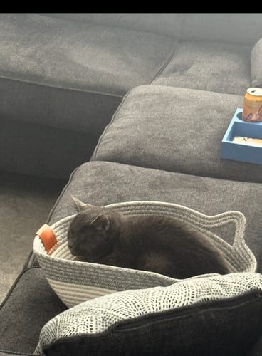 Customer's grey cat resting comfortably in the round, woven Instinct Basket on a sofa.