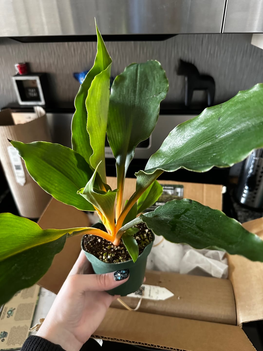 Customer photo review of Chlorophytum 'Fire Flash' 'Mandarin Orange'