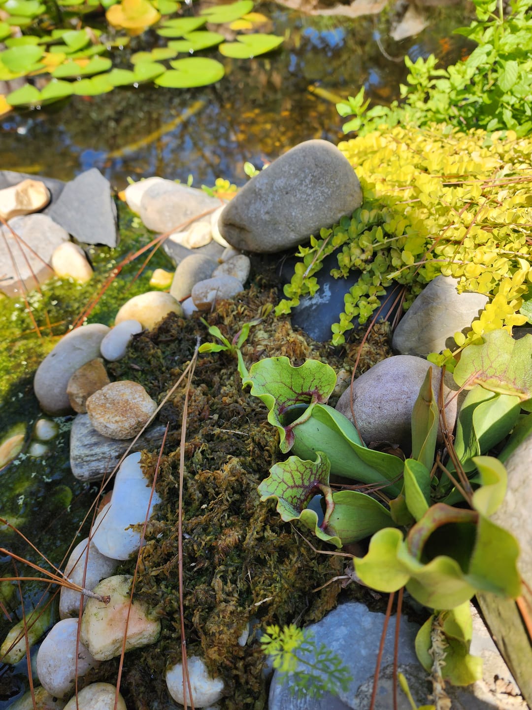 Customer photo review of Premium Sphagnum Moss