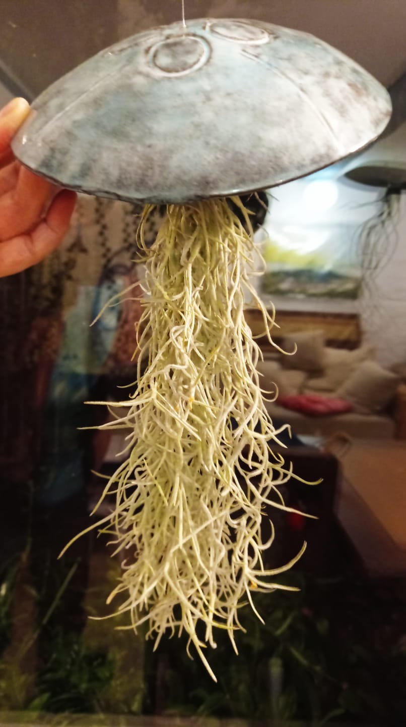 Customer photo review of 3er Set - Tillandsia usneoides - Louisianamoos -