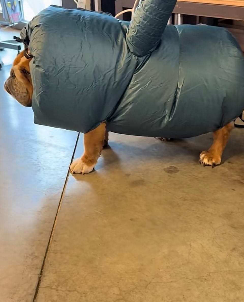 Customer photo review of asciugabau - PetDry