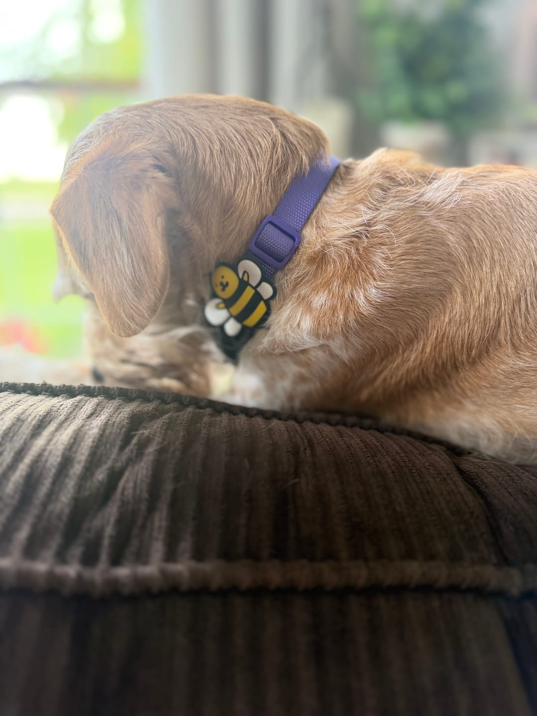 Customer photo review of Bumblebee Jiby Dog Charm