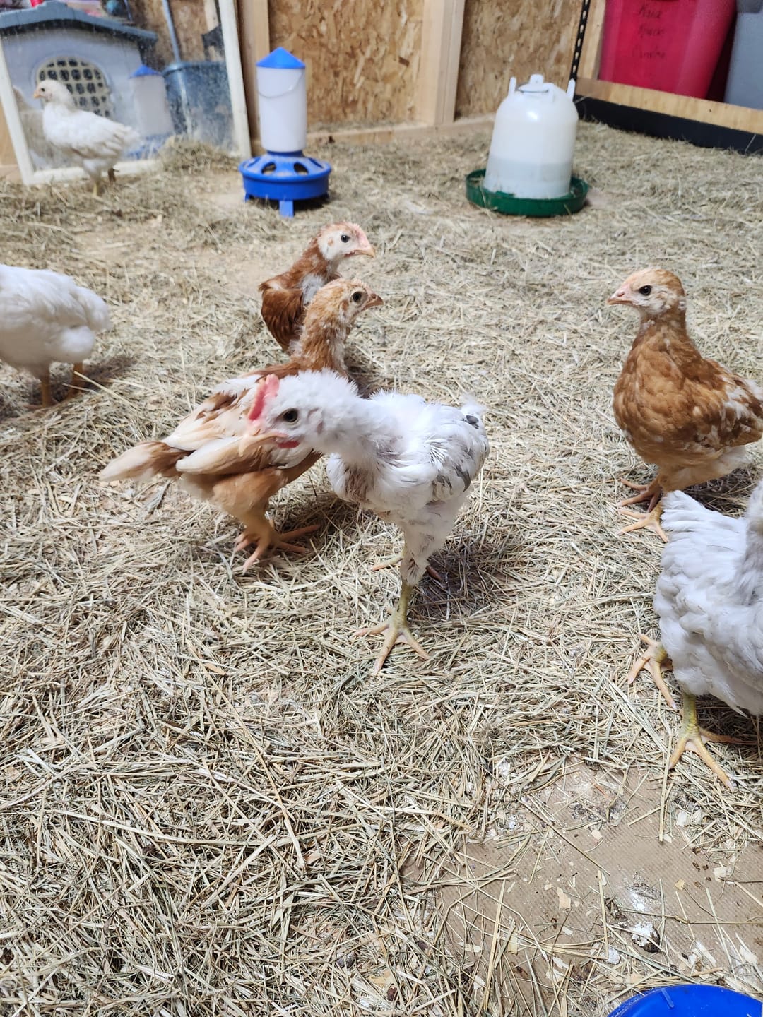 Customer photo review of Nesting Herbs - Control Odors & Keep Coops Mite & Lice-Free