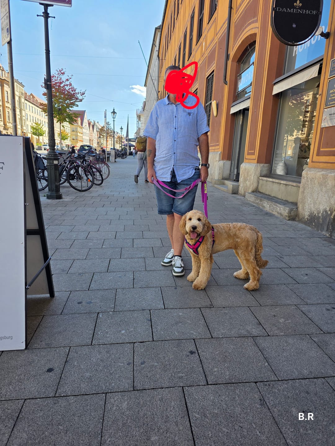 Customer photo review of Y-Comfort Hundegeschirr – Magnetverschluss, verstellbar (Easy-Entrance)