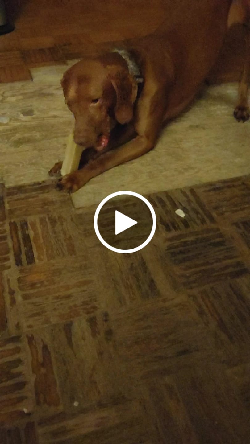 Customer video review of Himalayan Yak Chew (MEGA)