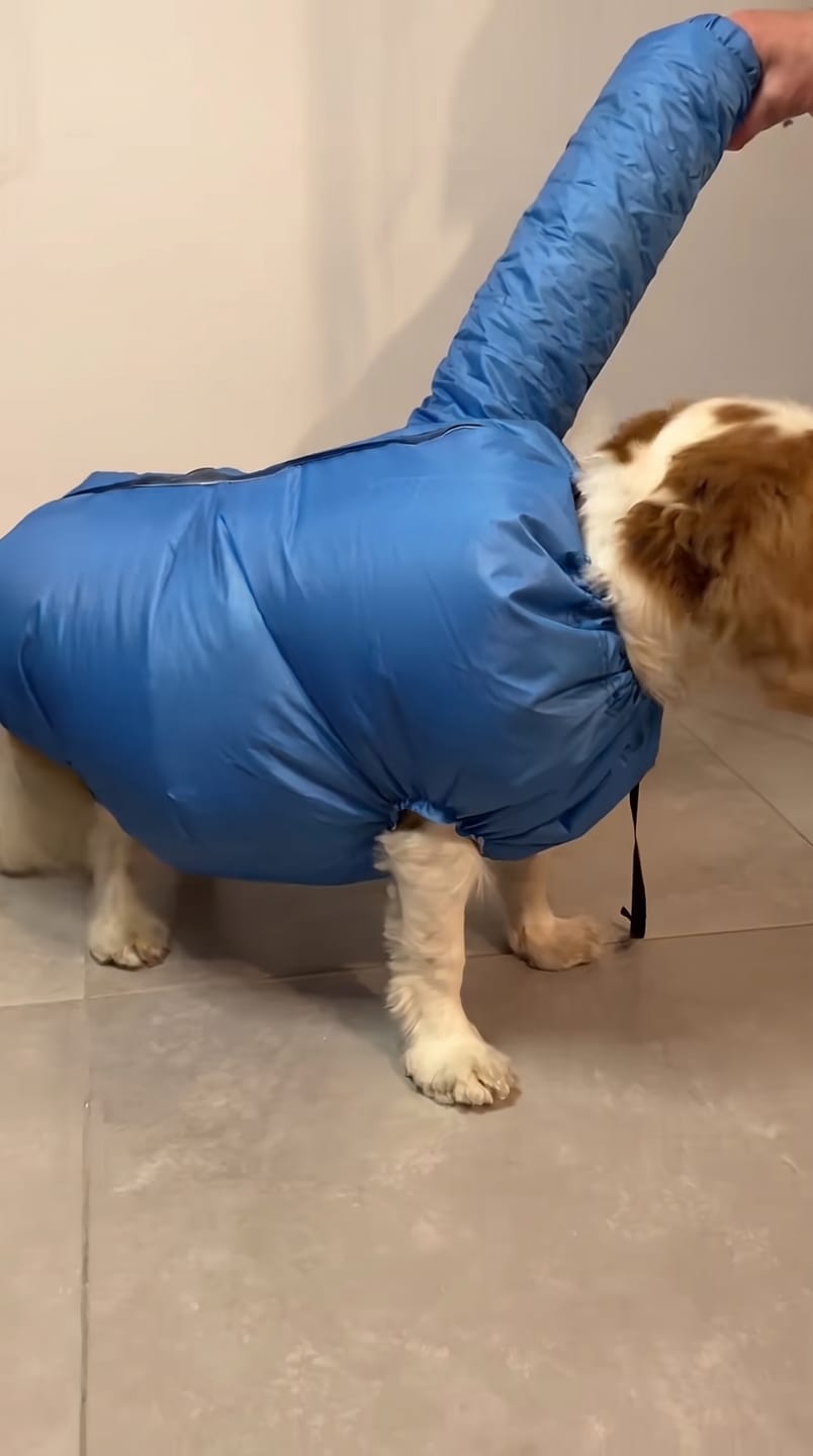 Customer photo review of asciugabau - PetDry